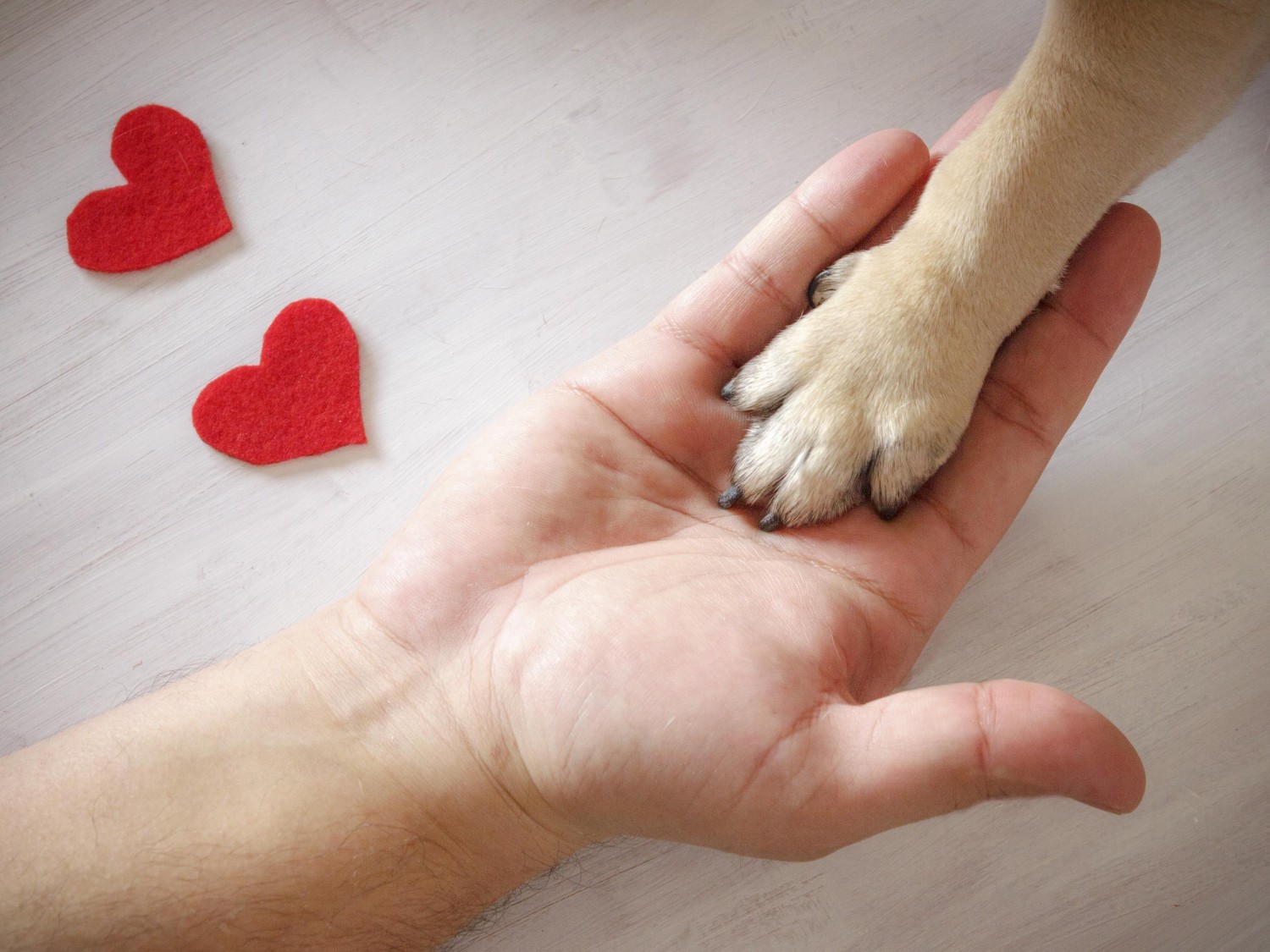 Hand and Paw