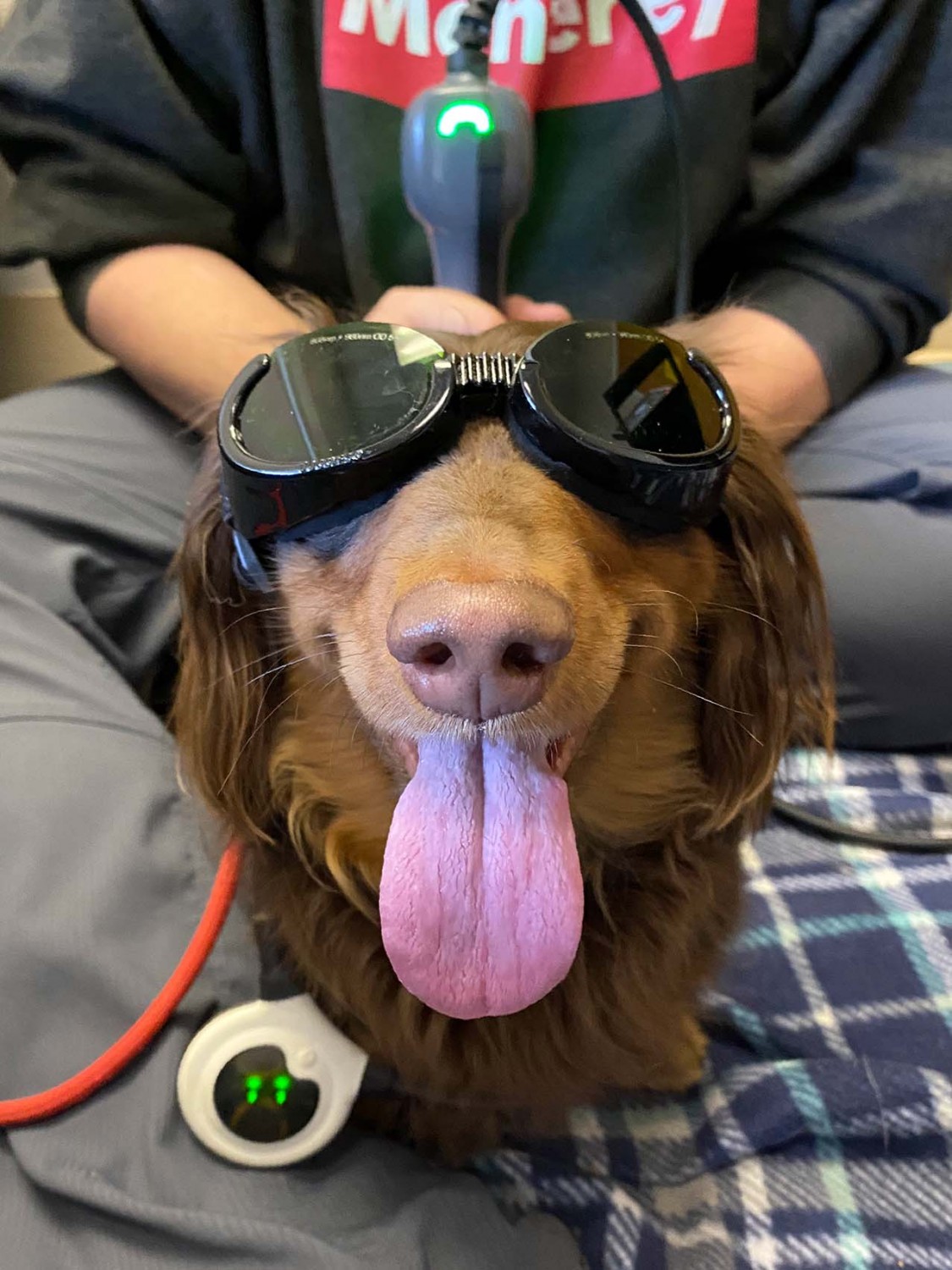 Happy Brown Dog with tongue hanging out with goggles on