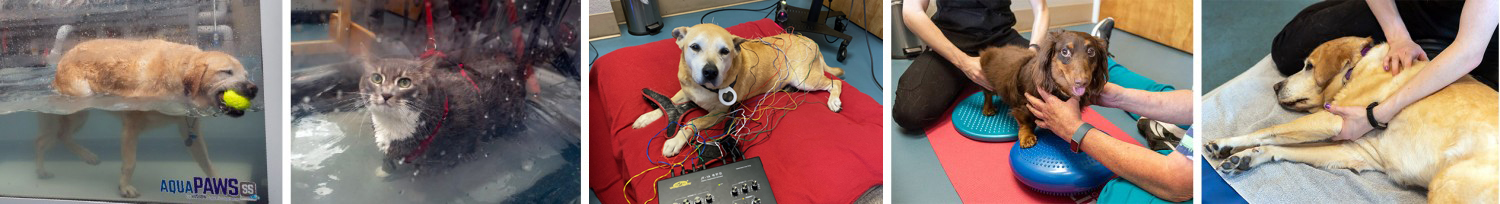 Group of images of our pet clients doing therapies