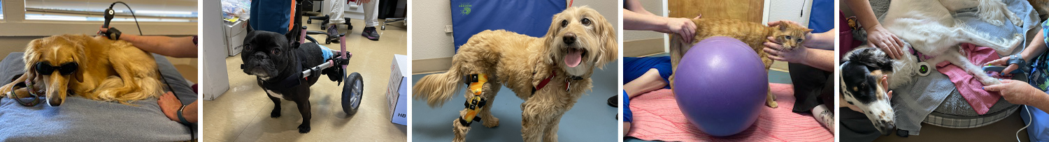 Another Group of images of our pet clients doing therapies