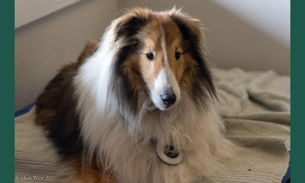 Collie dog sitting on a white blanket