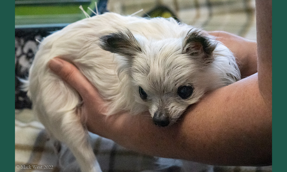 White scruffy dog being held