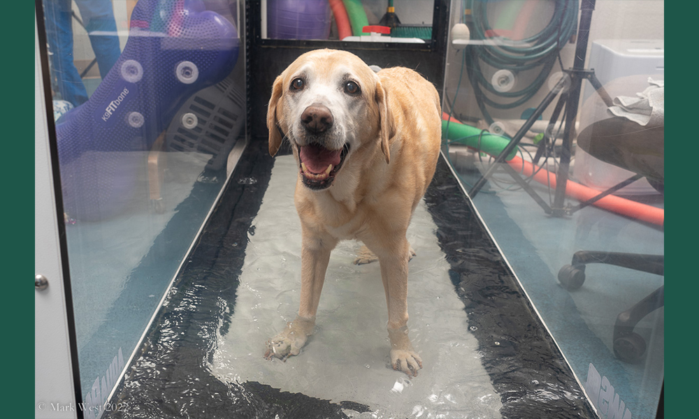 Lab dog smiling in water