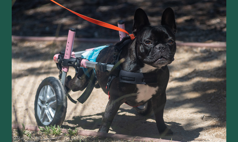 French bulldog in a walker with wheels