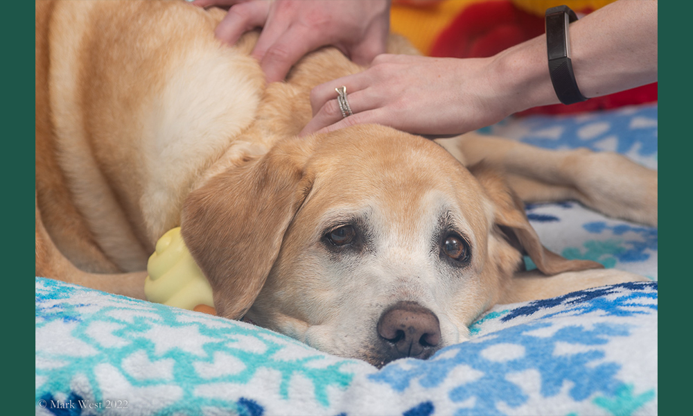 Sad looking lab on a blanket recieving treatment