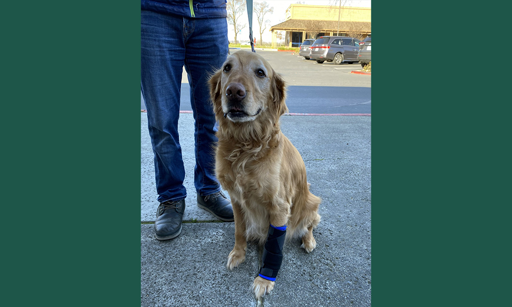 Retriever on a leash in an arm brace sitting outside