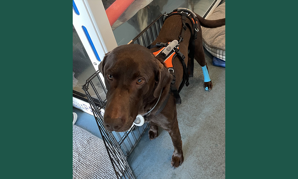 Brown lab with bandaged back leg and orange harness on