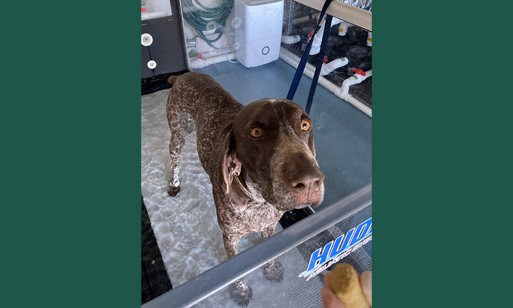 Spotted dog looking at camera before treatment