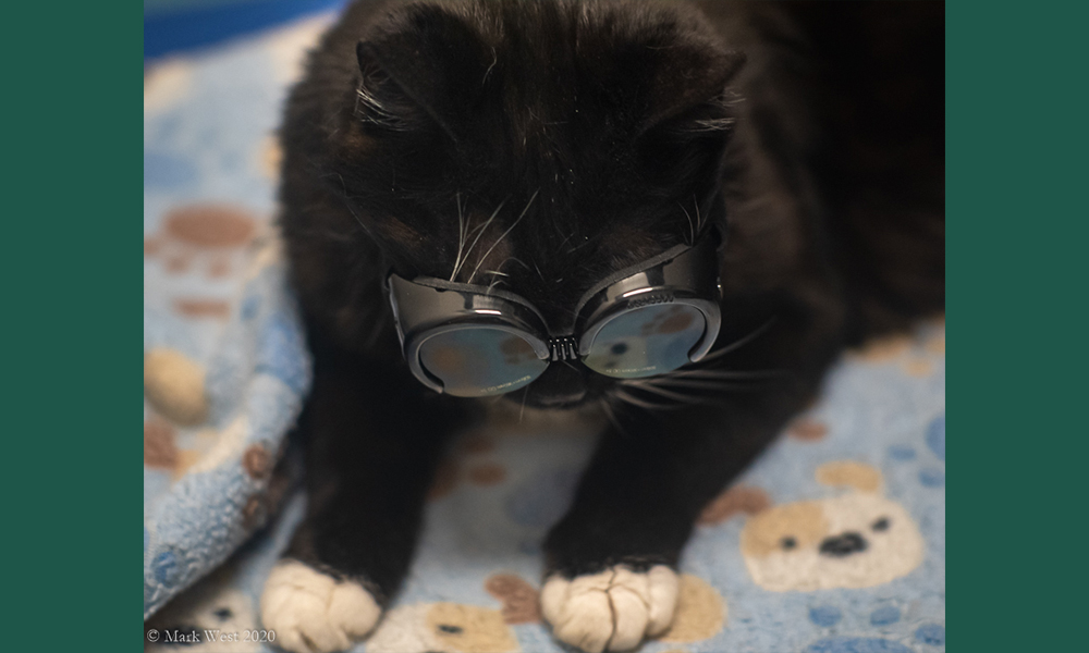 Black cat in goggles laying on a blanket
