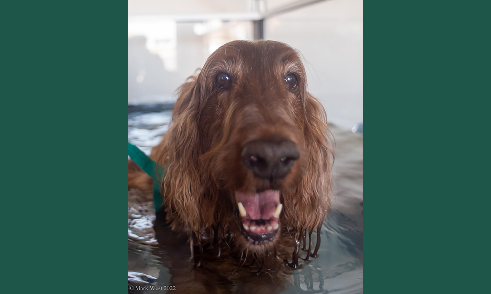 Retriever with wet ears sitting in water