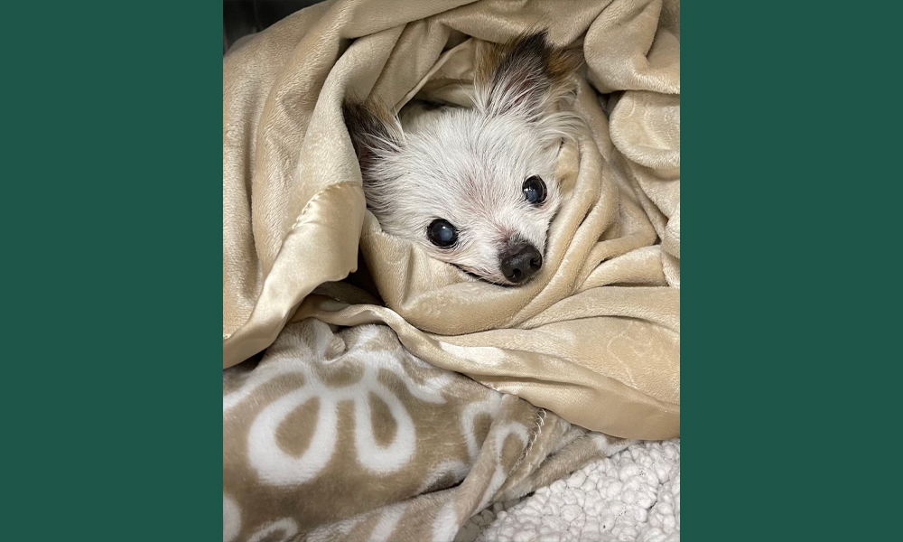 Older scruffy dog curled up in a tan blanket