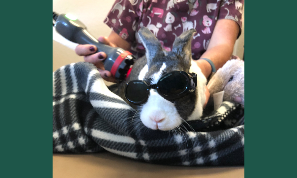 Black and white rabbit on a fleece blanket wearing goggles