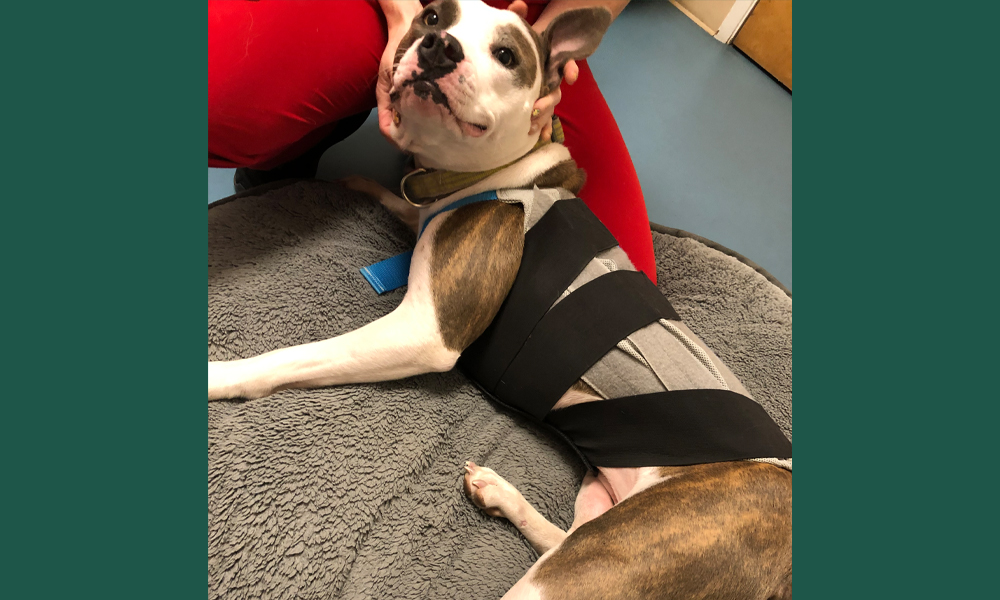 Pitbull wrapped in layers and laying on a grey fleece blanket