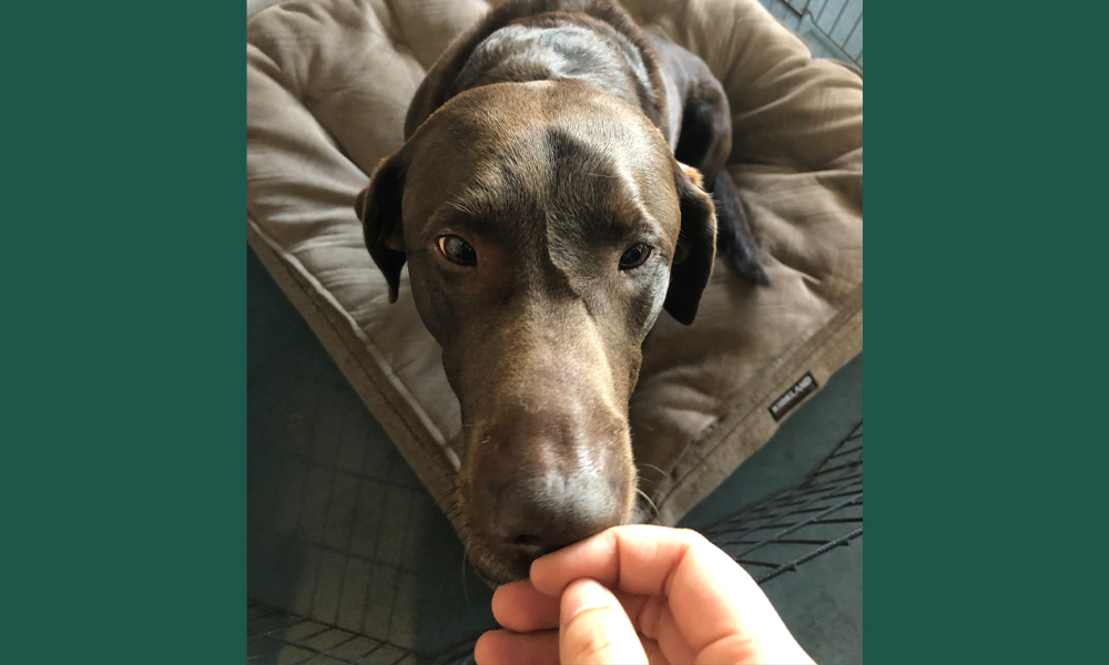 Brown dog sitting on a brown bed smelling human hand 