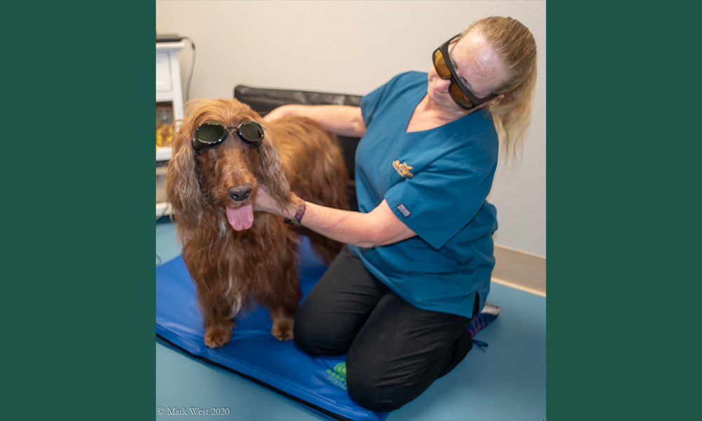 Retriever in goggles being held by staff member in sunglasses on blue cushion/pad