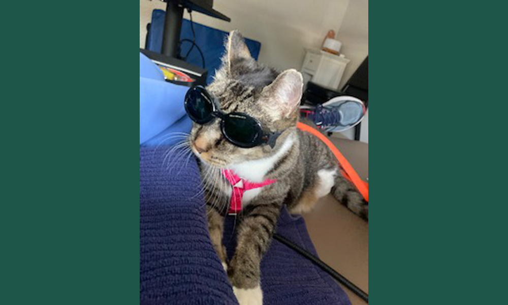 Multicolored cat in pink harness wearing goggles
