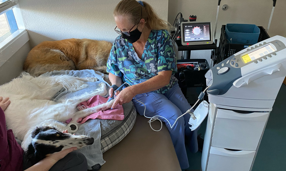 Greyhound recieving treatment from staff member operating a machine