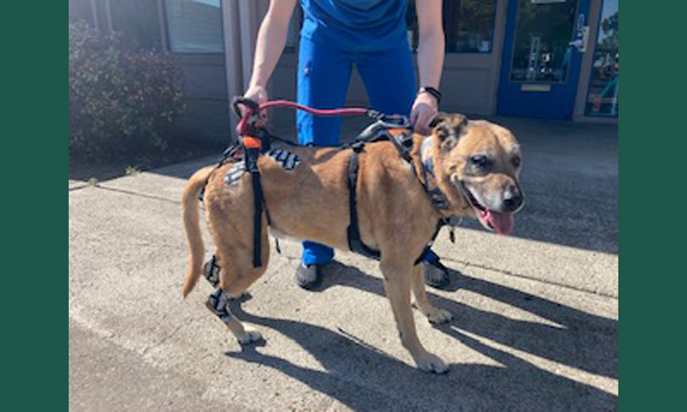 Mix breed dog standing outside being held up by harness