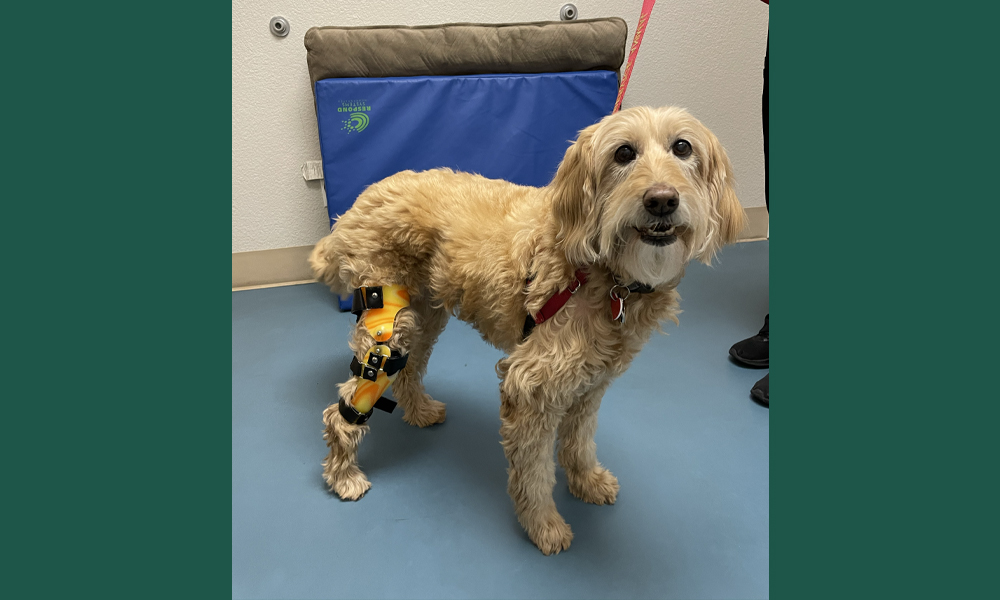 Scruffy dog with brace on hind leg