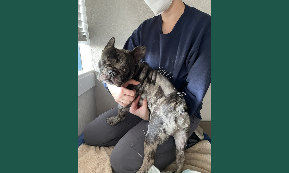 French Bulldog with acupuncture needles sticking out of it's back