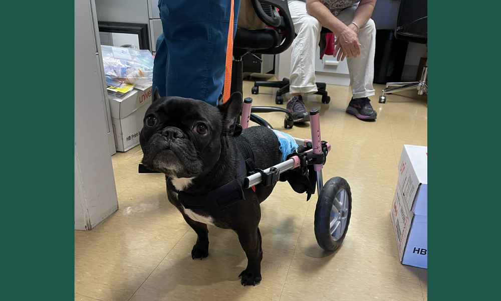 Black French Bulldog in walker with wheels