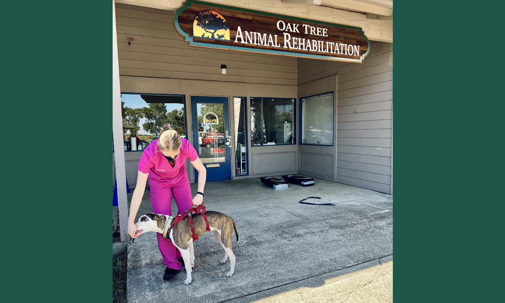 Staff member in pink scrubs holding multicolored dog up by red harness