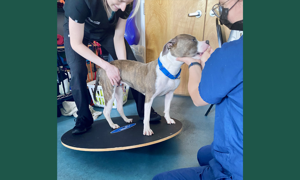 Pitbull balancing on circular disc on a blue tiled floor