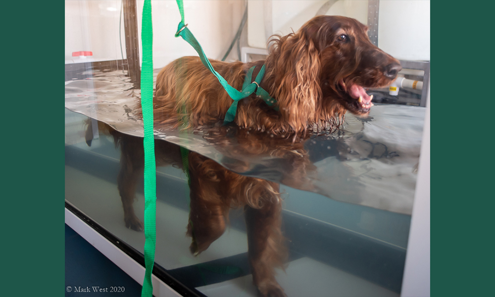 Retriever walking through water with green harness on