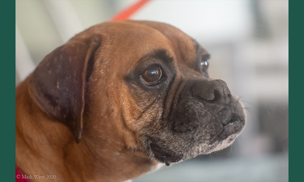 Boxer dog wearing orange leash and collar looking alert