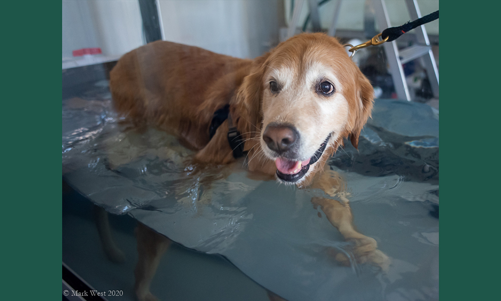 Older retriever walking through water